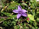 Генцианелла (Gentianella biebersteinii), файл flower08a.jpg
