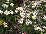 Проломник (Androsace lechmanniana), файл flower34a.jpg