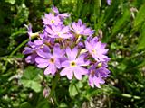 Примула альгида (первоцвет холодный) (Primula algida), файл flower36.jpg