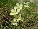 Примула из группы elatior, скорее всего какая-нибудь Рупрехта (Primula ruprechtii), файл flower53.jpg