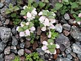 Lamium tomentosum Willd., файл flower83.jpg